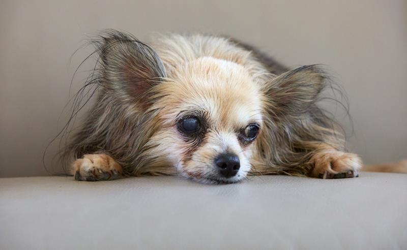 Envelhecimento de pets requer acompanhamento e cuidado preventivo